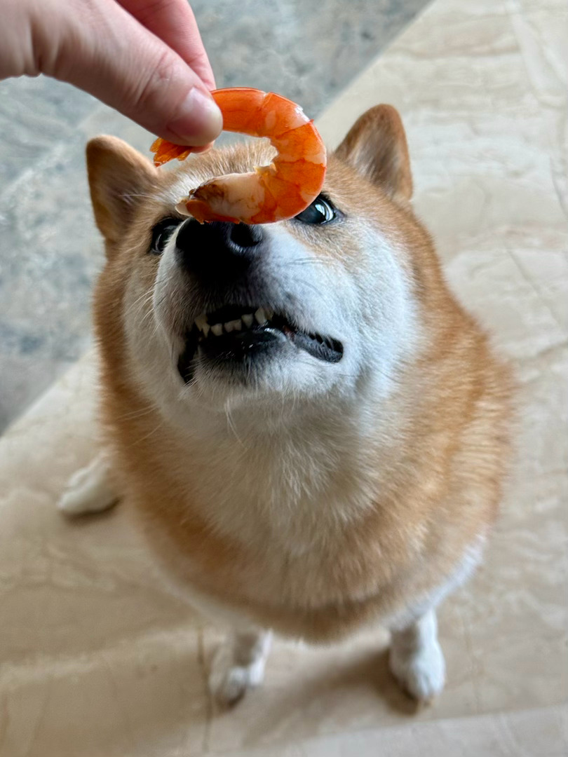 装秀气[doge]随手拍日常碎片plog萌宠的日常 ​​​