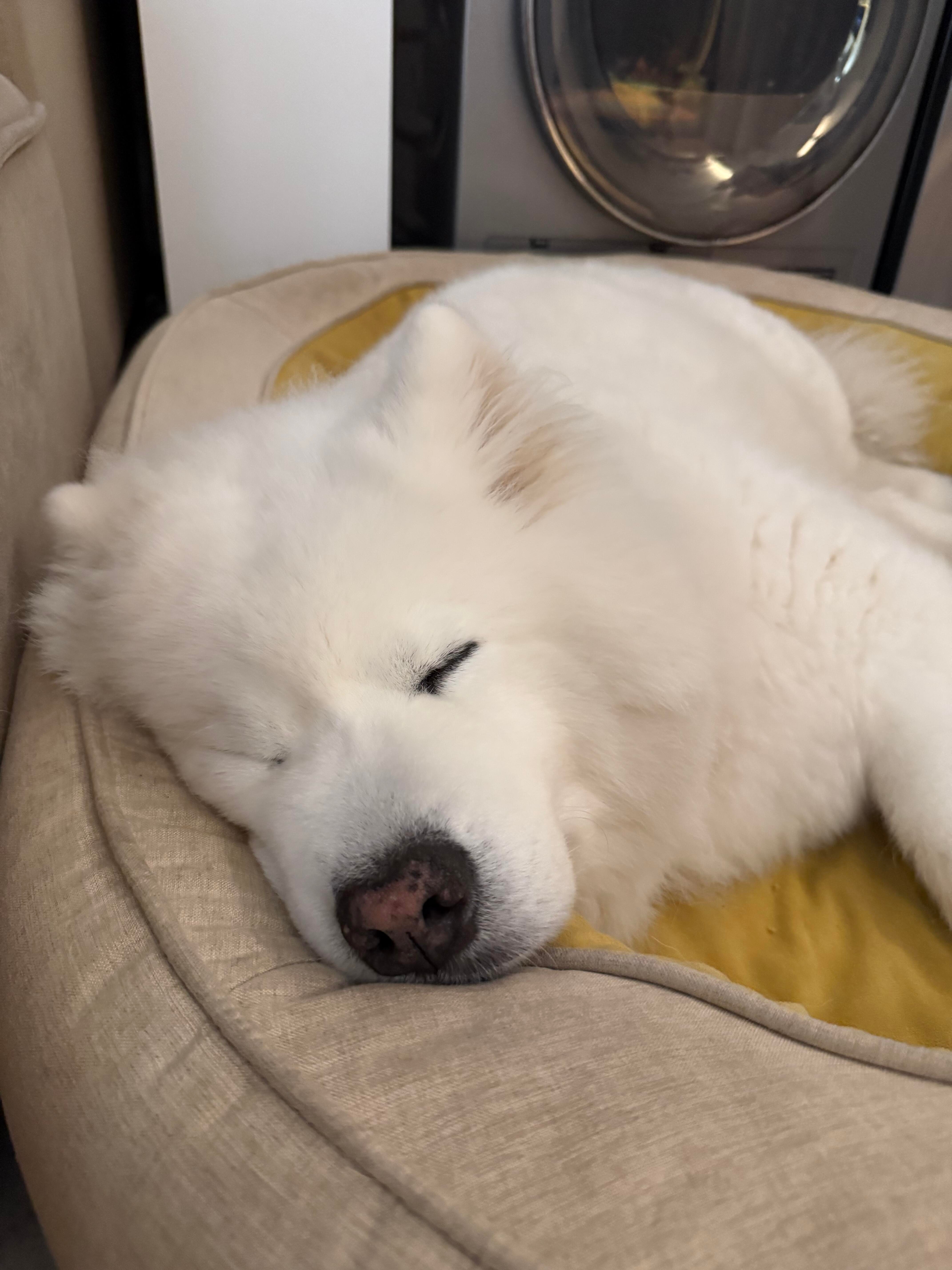 狗狗听故事被吓出表情包打雷⚡️宝宝吓成海豹了🦭 ​​​