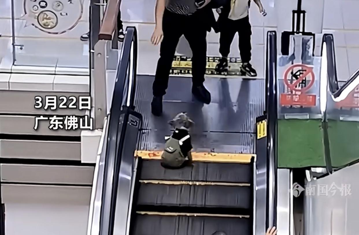 近期全国多地已发生多起商场内自动扶梯夹死夹伤宠物狗事件，看得人既心疼又气愤。
