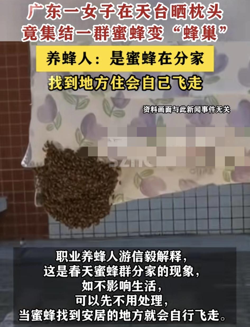 广东东莞一女子在天台晒枕头，后面要收下来时发现枕头上面堆满了一窝的蜜蜂。有职业养