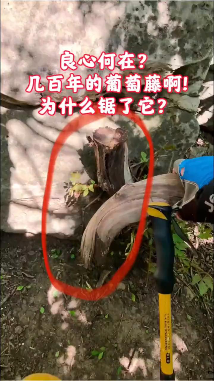 这个葡萄藤，看看，这个野生葡萄藤长到山顶至少有几百年了，把它给锯了，你说这人坏了
