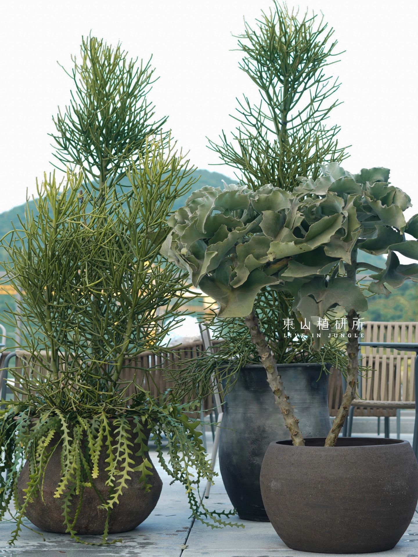 家居植物分享🪴奇怪有趣的小众植物