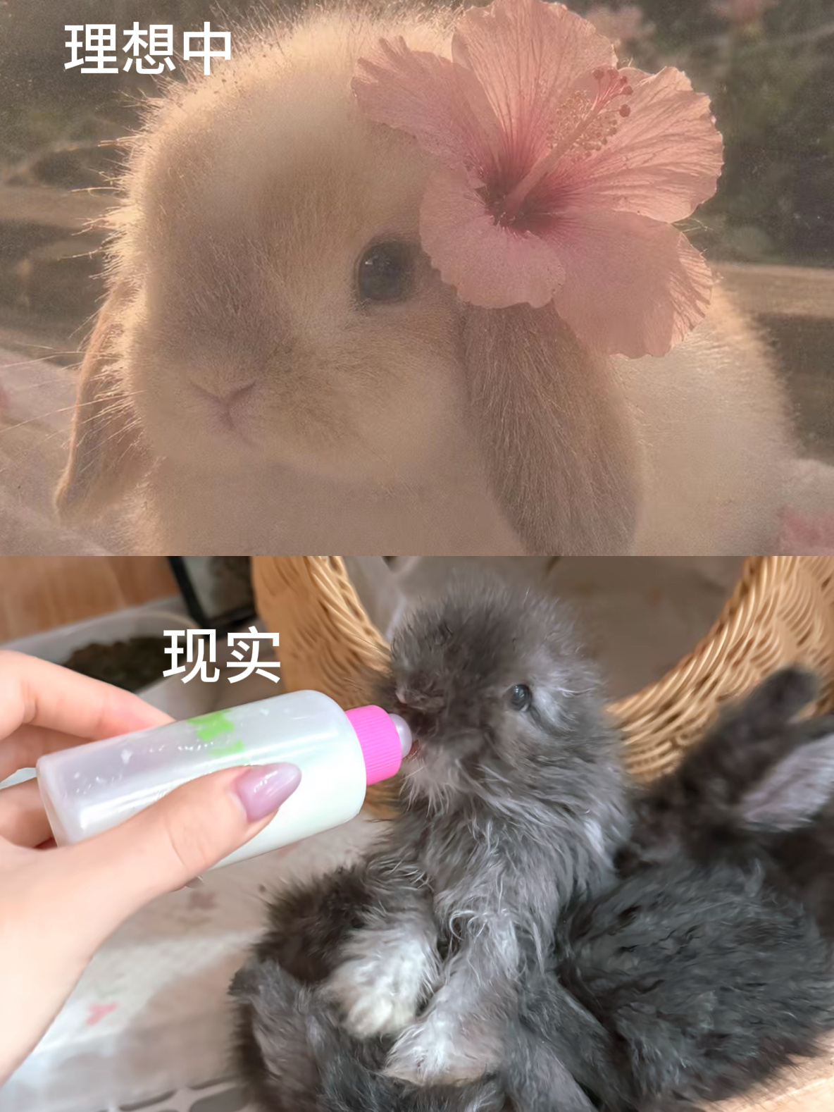 大概就是介样