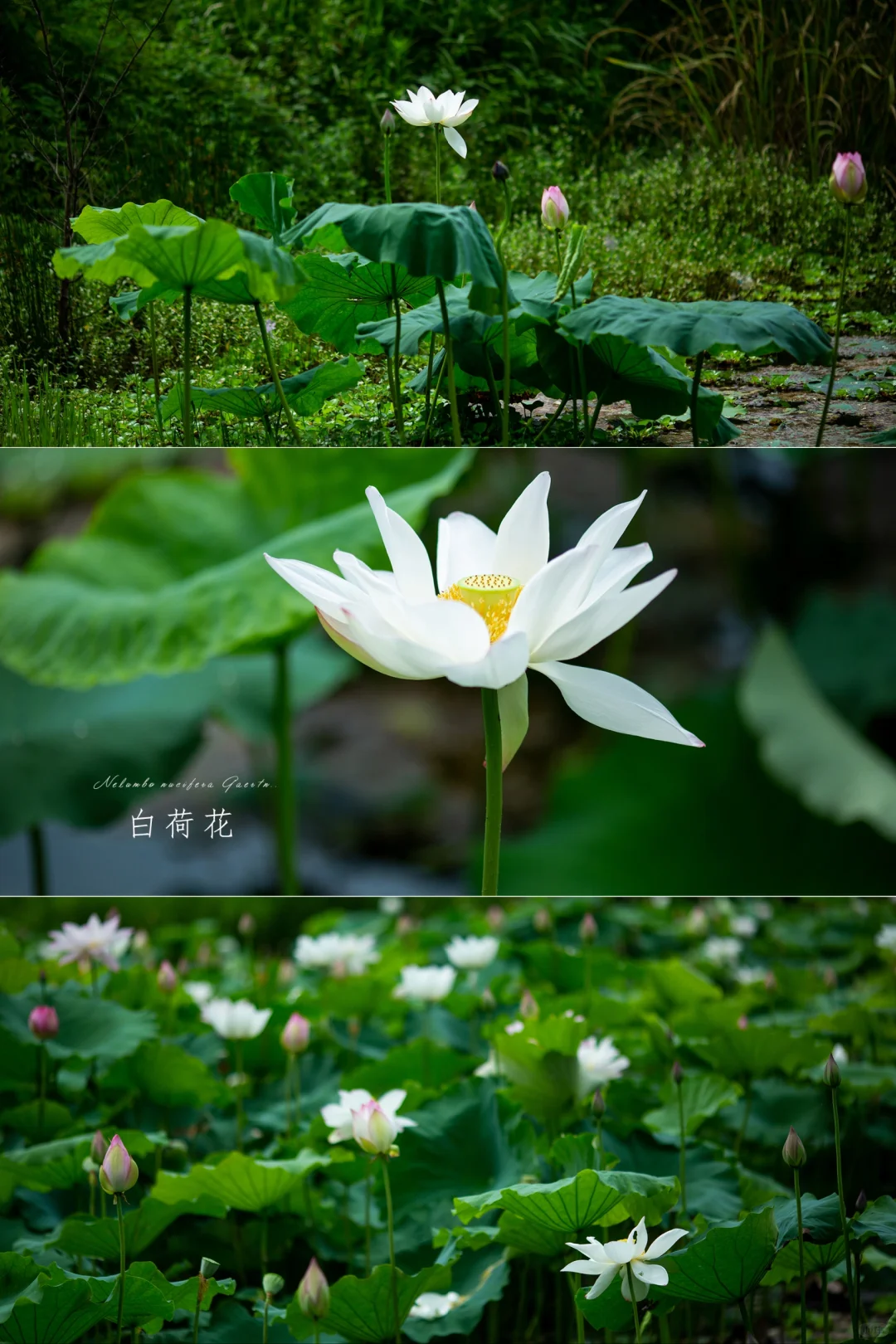 这个夏天，你会喜欢“白荷花”吗？