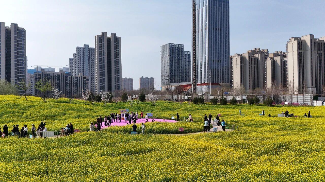 【城市快讯】石家庄高铁片区第三届油菜花节如约而至，为市民打造一场家门口的春日盛宴