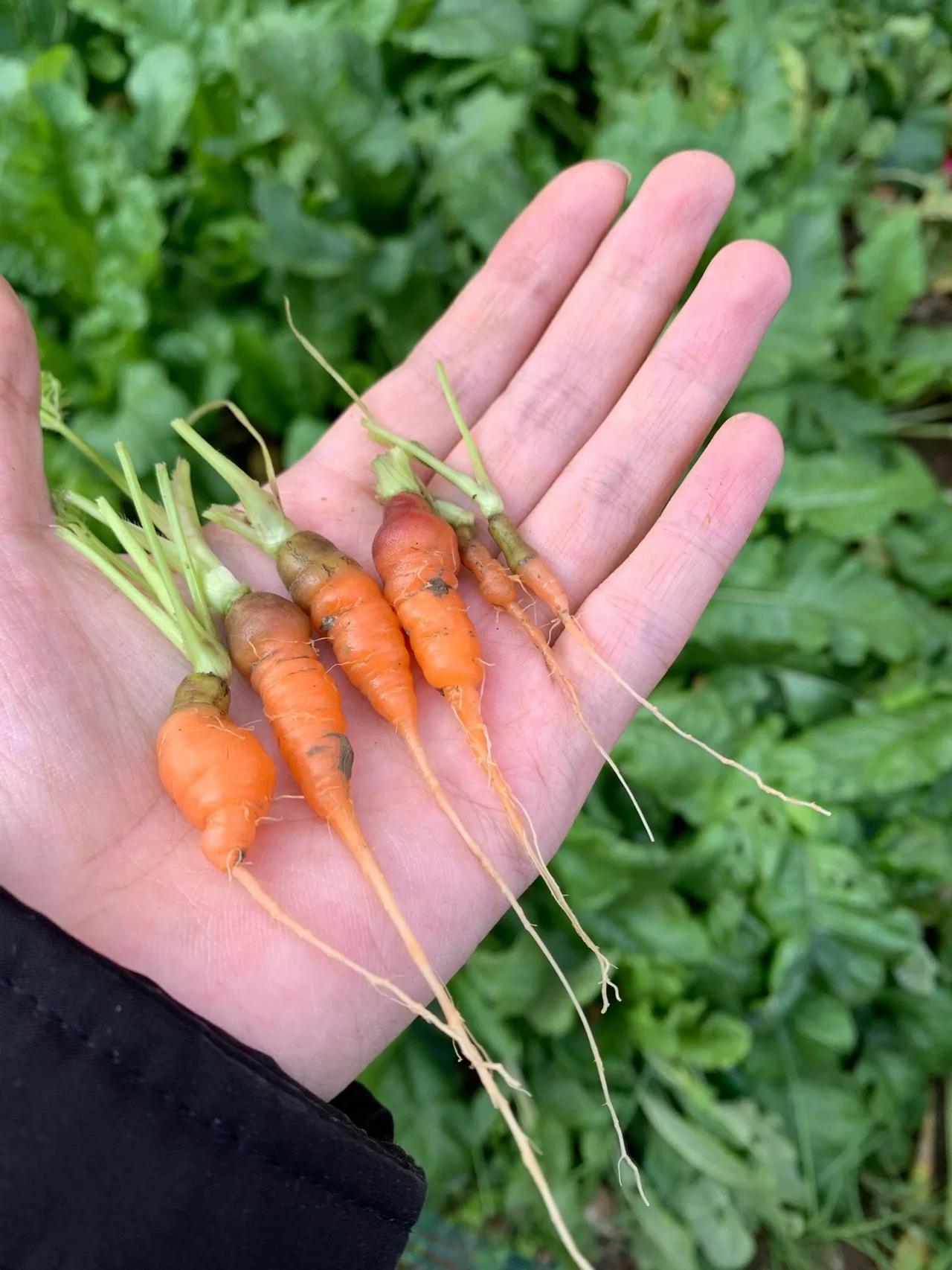 我妈种的胡萝卜🥕