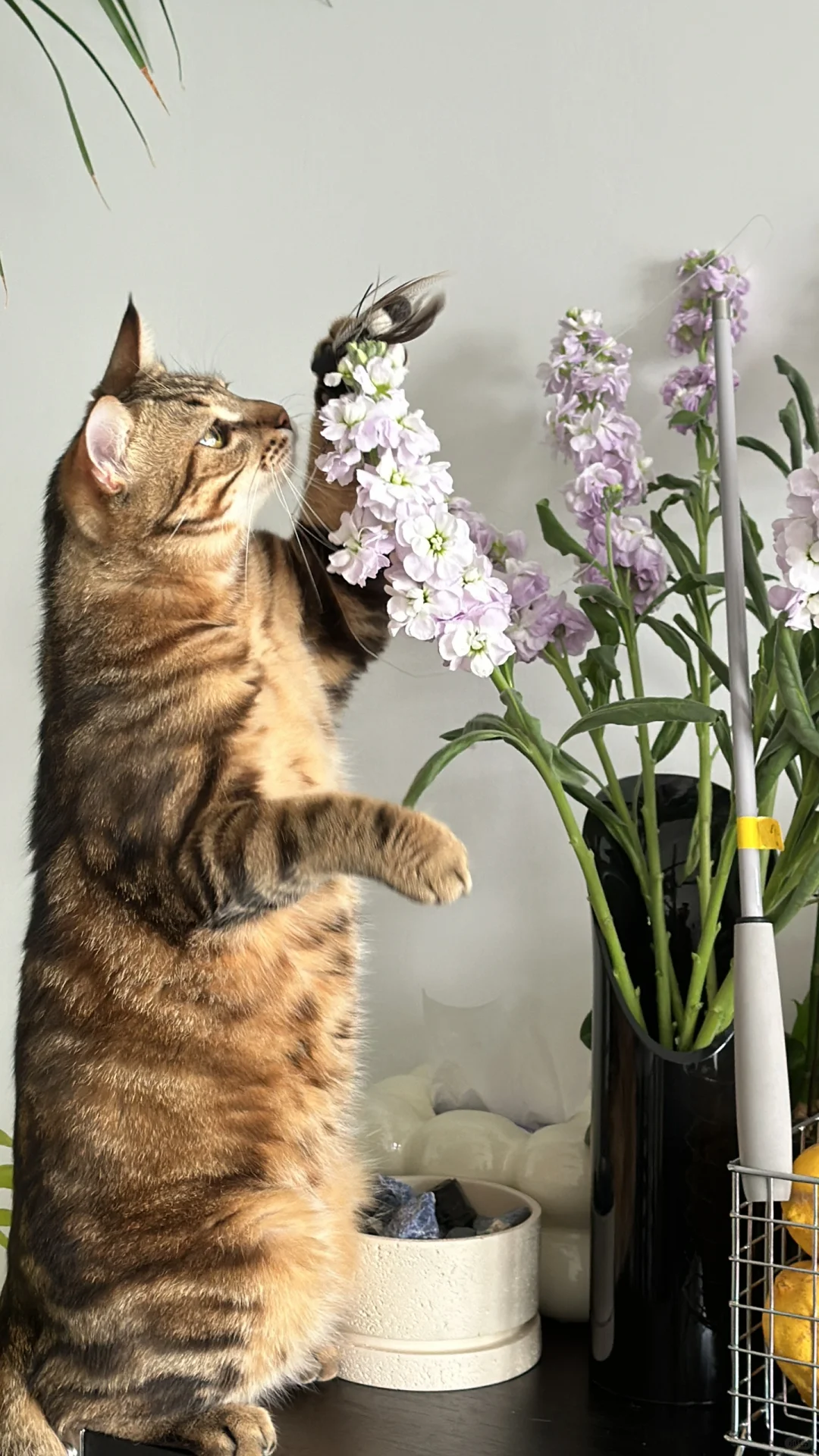 这猫咪玩具😅还以为我家猫抓了只飞虫🪰