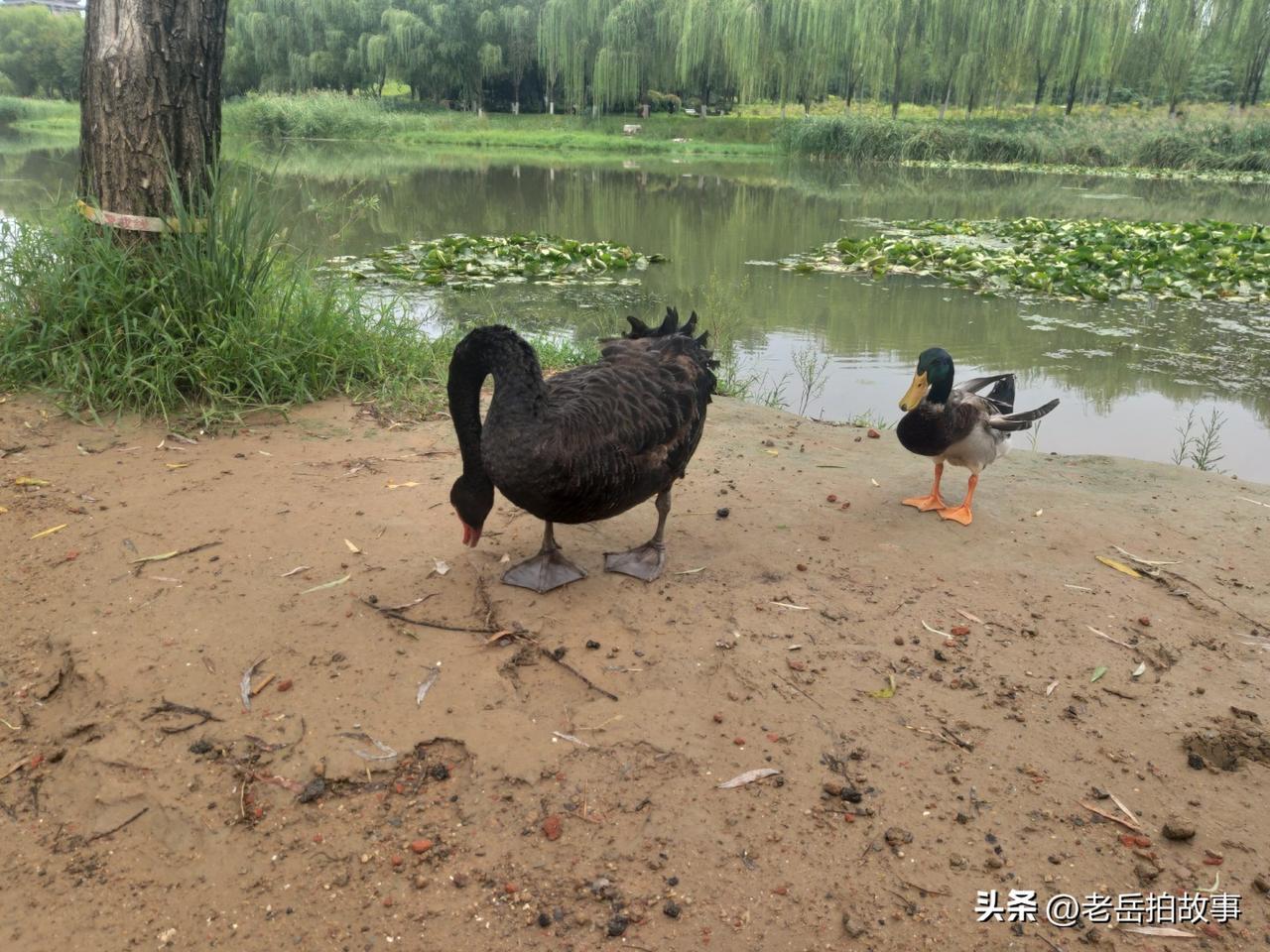 今天街遇一件感觉挺有意思的事儿:在菜市场买菜的时候，看到一位男小贩儿正在大声的吵