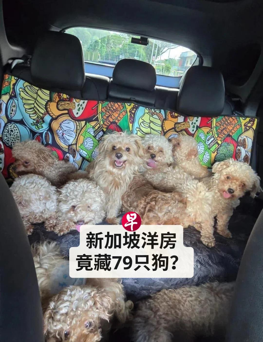 无视规定，新加坡女子非法养79只狗
🐶一位新加坡妇女在洋房内“偷偷”饲养了79
