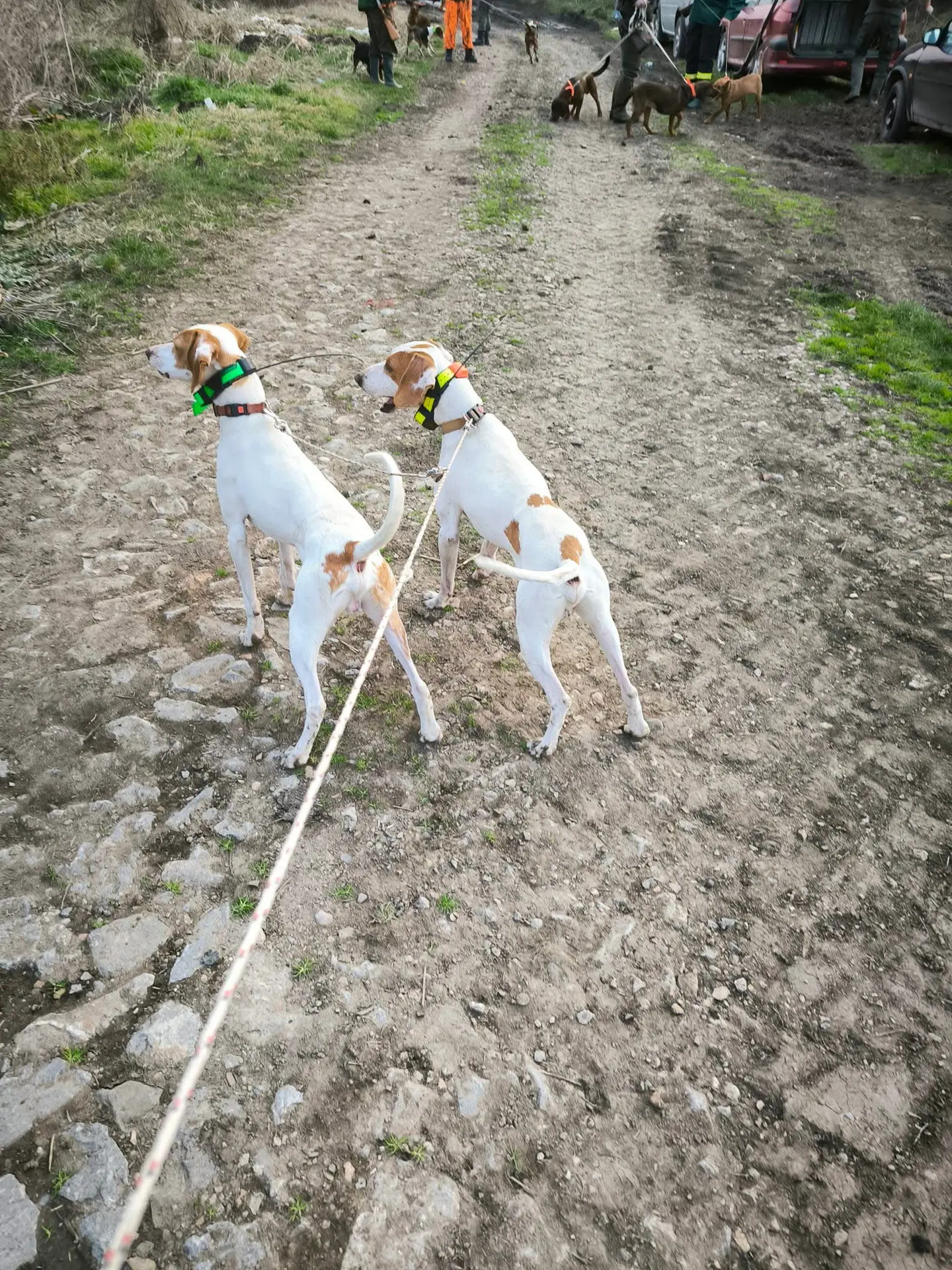 伊斯特拉猎犬在巴尔干地区用于狩猎，野猪，兔子，狐狸，顶级静态天赋和敏捷...