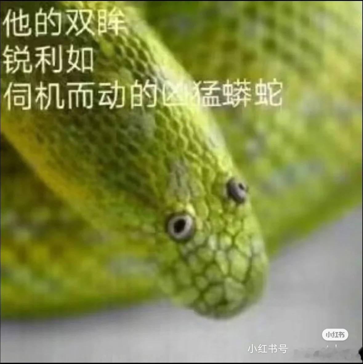 OMG刚刚在一家新开的爬宠店免费摸到了🐍，竟然没有想象中的冷，而且软乎乎摸不出
