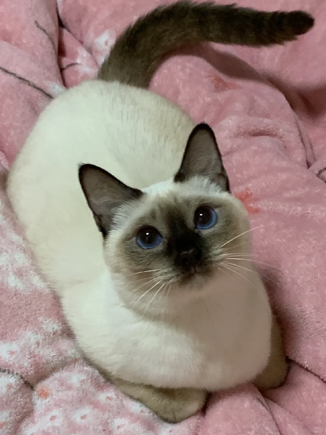 黑脸大冬瓜