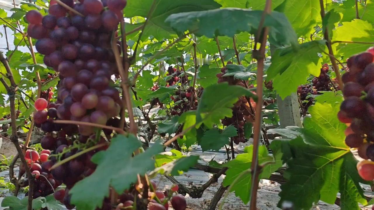 1️⃣稳控温控：上市前降温切忌急速，先开上风口，留薄膜缓冲冷空气，让棚内温度缓缓