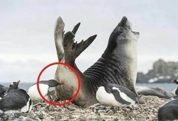 海豹：你礼貌吗