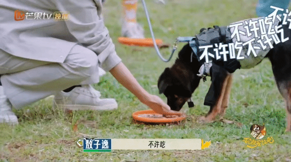 刚出新手村就遇到了顶级犟狗 敖子逸和颜安，没带过宠物的新手和养猫的，碰到顶级犟狗