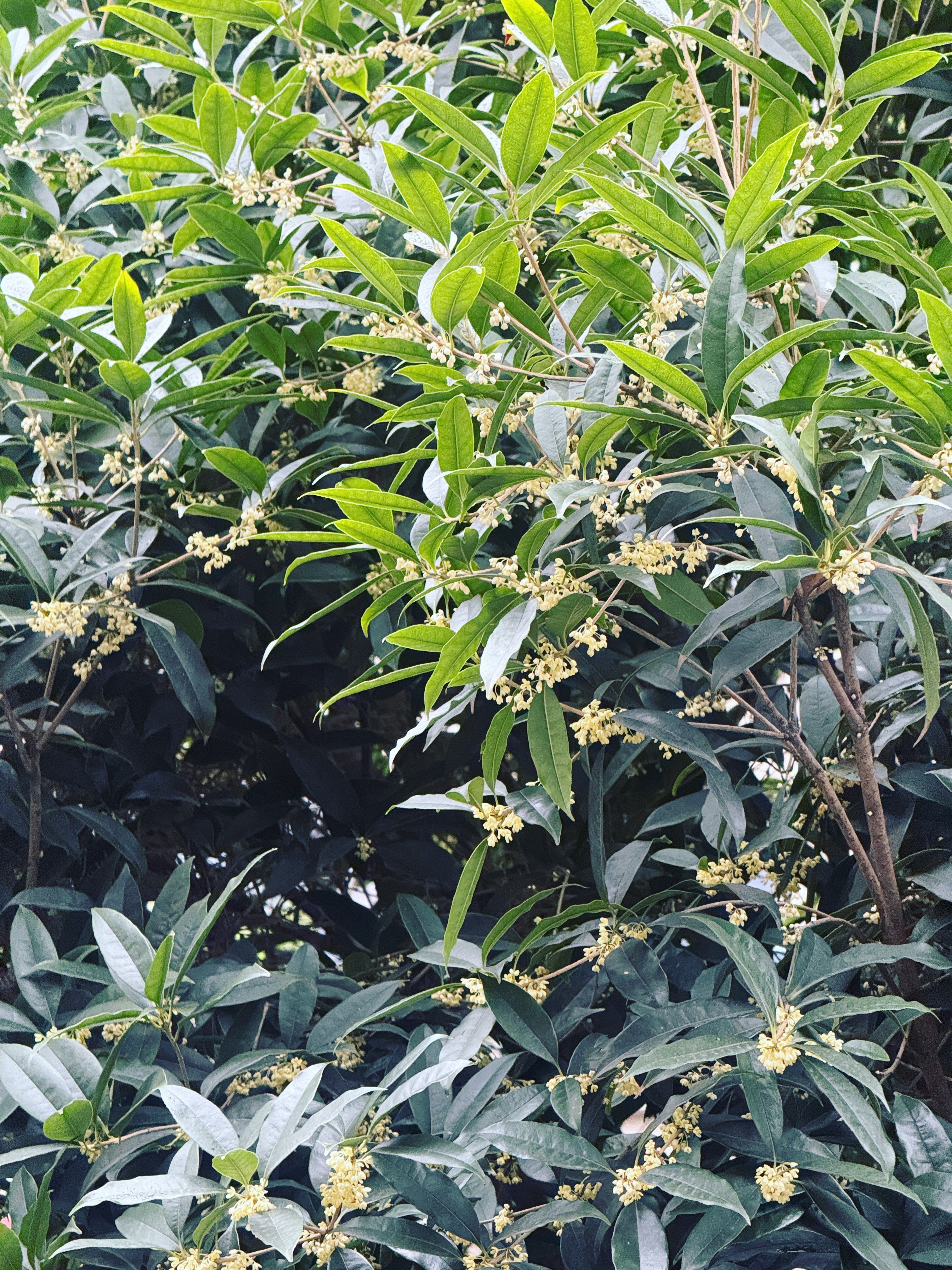 成都秋天的第一印象是桂花香 ​​​