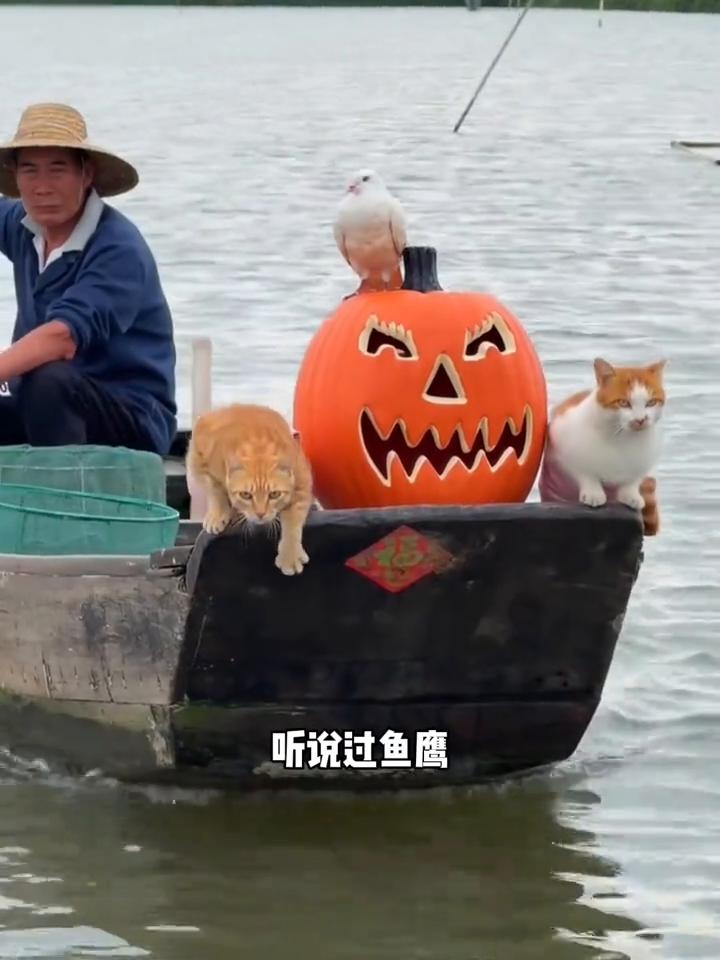 听说过鱼鹰，第一次听说鱼猫的。铲屎官大肥居来自广东，是一个渔民，并且收养了几只流