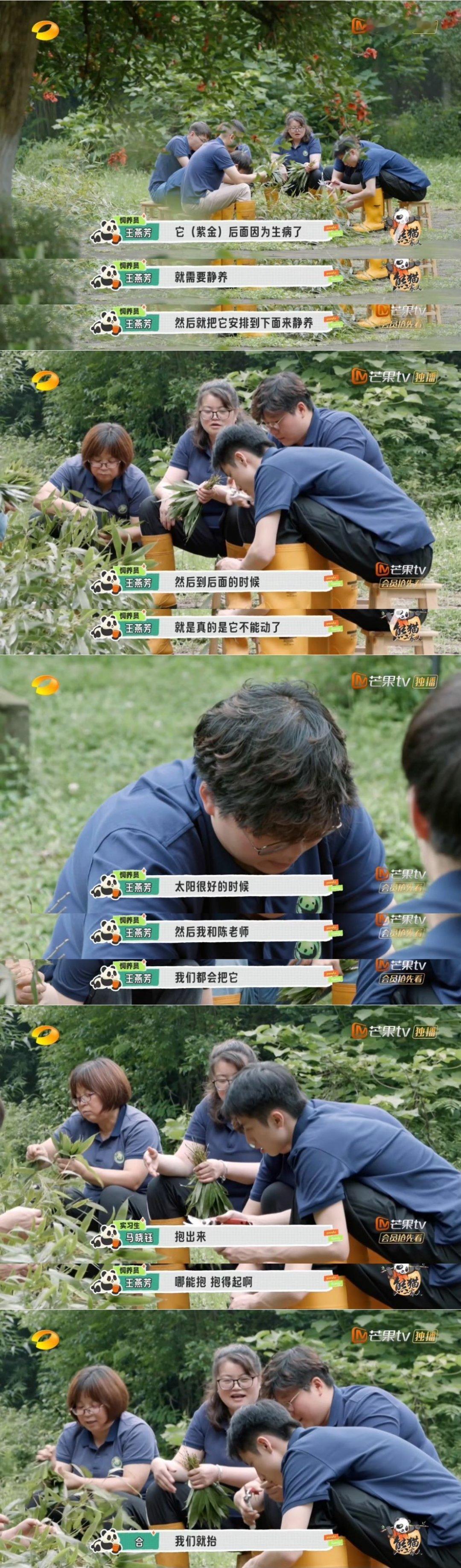 #饲养员抬着熊猫紫金去晒太阳##熊猫一家人# 再次被熊猫人的付出感动到了，开始野