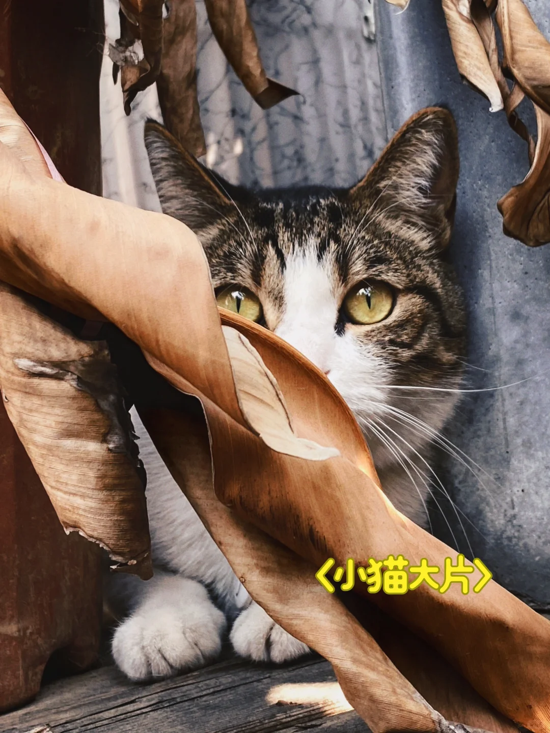 萌宠界的文艺大片儿