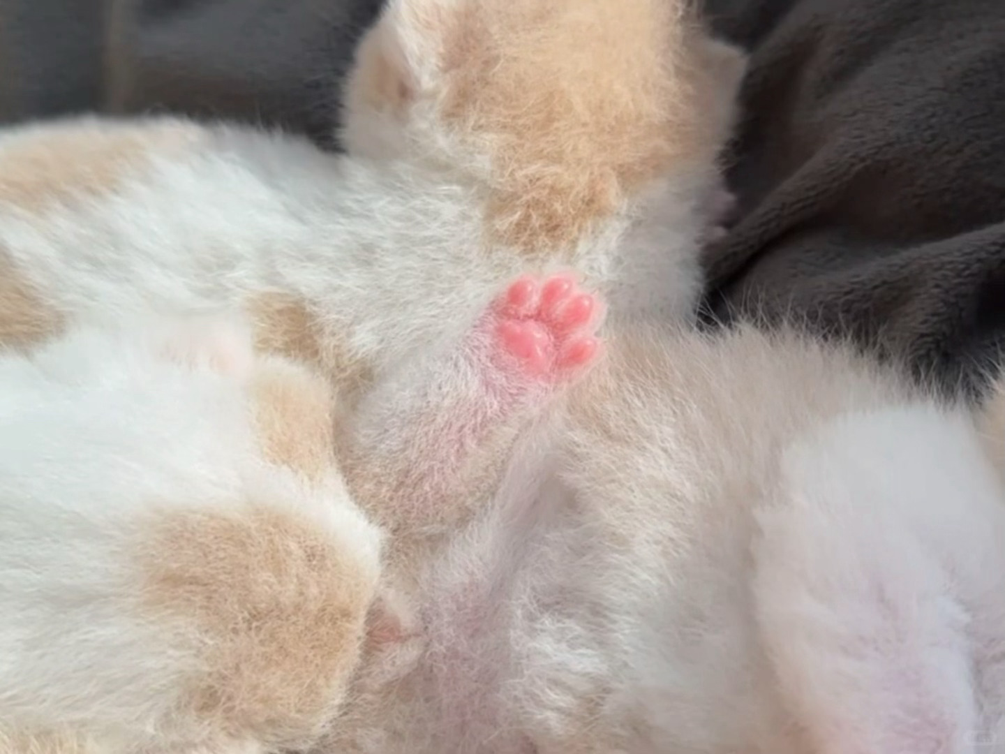 今日要闻🐾粉色小jio jio