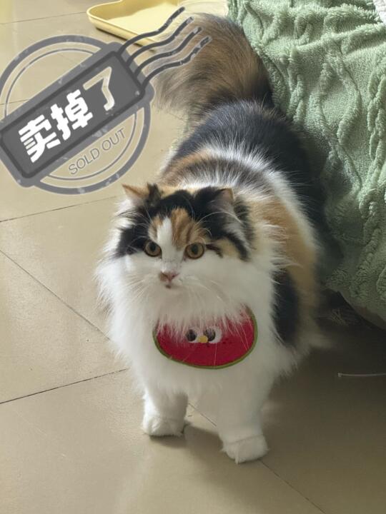 天杀的，谁把我猫卖了！