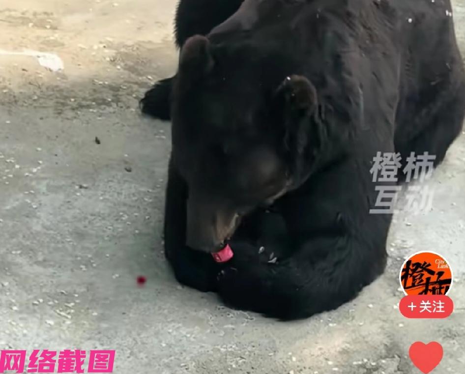 辽宁丹东锦江山公园，有游客看到园内的黑熊，竟然可以把其他游客投喂过来的可乐，非常