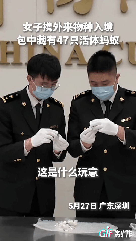 海关查到一女子携带47只活体蚂蚁入境，有理由相信敌对势力正在对我们实施一系列复合