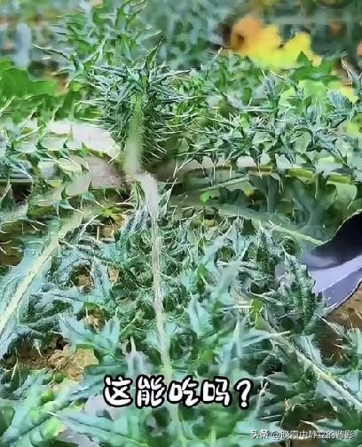 浑身长满尖刺的它，你认识吗？这是大蓟，也叫刺儿菜。嫩叶处理得当可以食用，⚠️一定