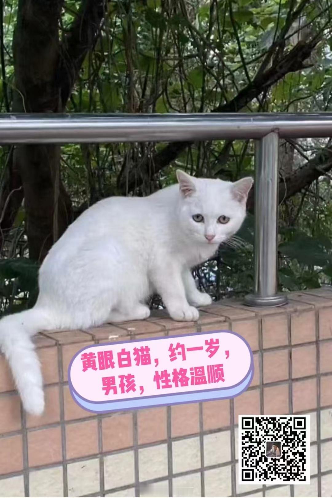 🐈轉發領養訊息 广州领养  广州领养猫  领养代替购买  【猫猫寻找主人】小区