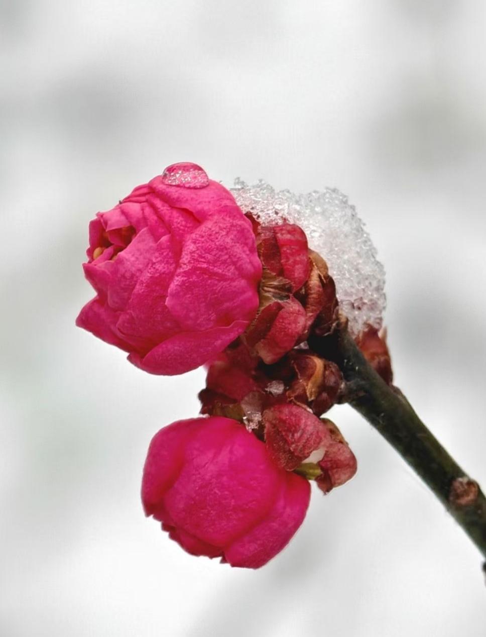雪粒栖在玫红的花苞上，像给春的心跳，覆了层剔透的缄默，冷与暖在枝头，凝成温柔的对