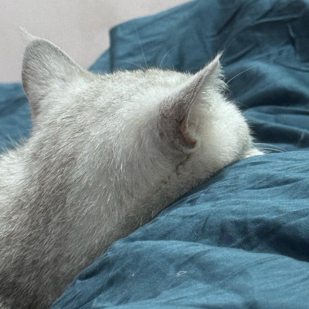 此猫睡觉像野原新之助 