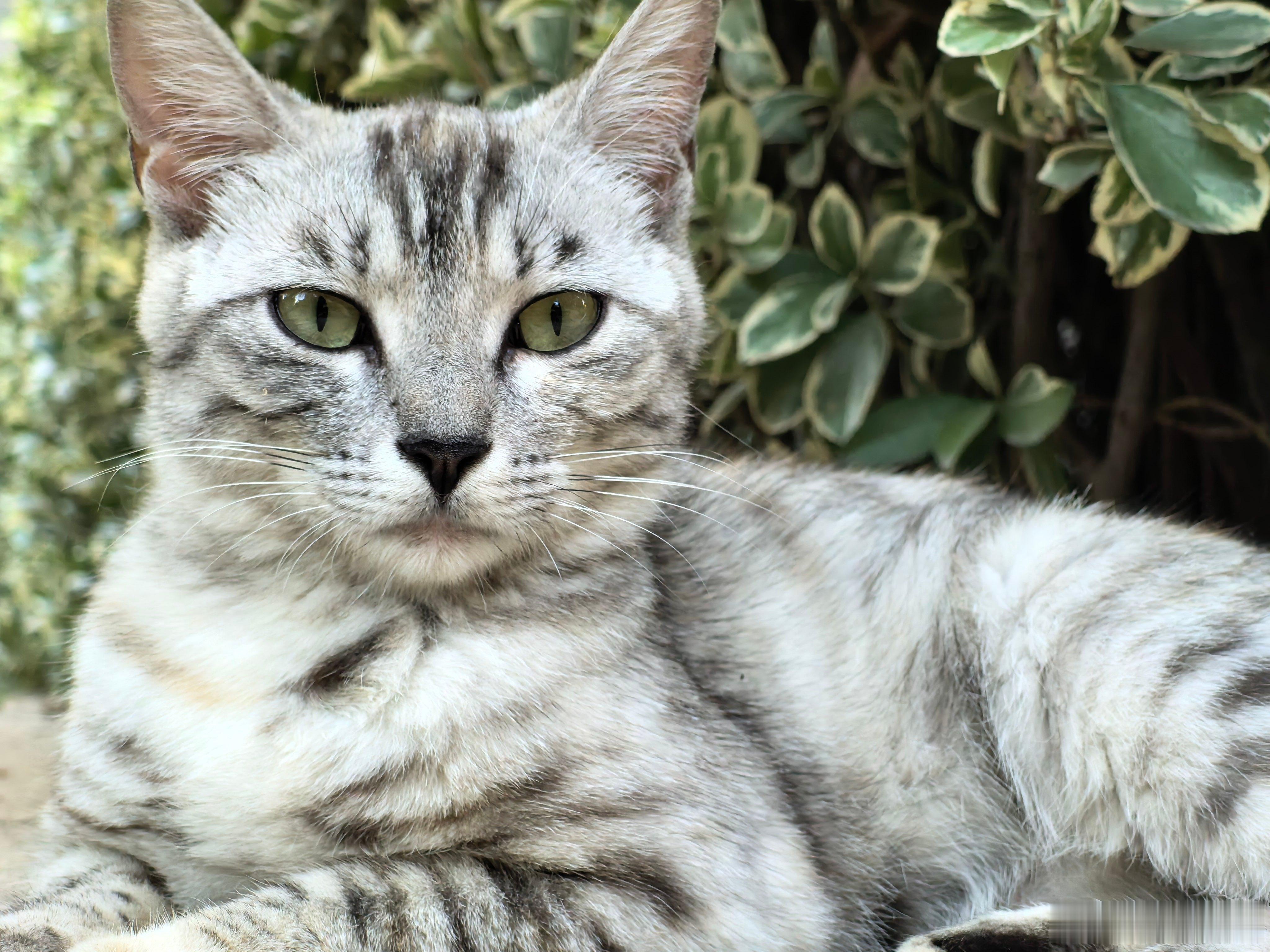 流浪猫的奇幻梦想 