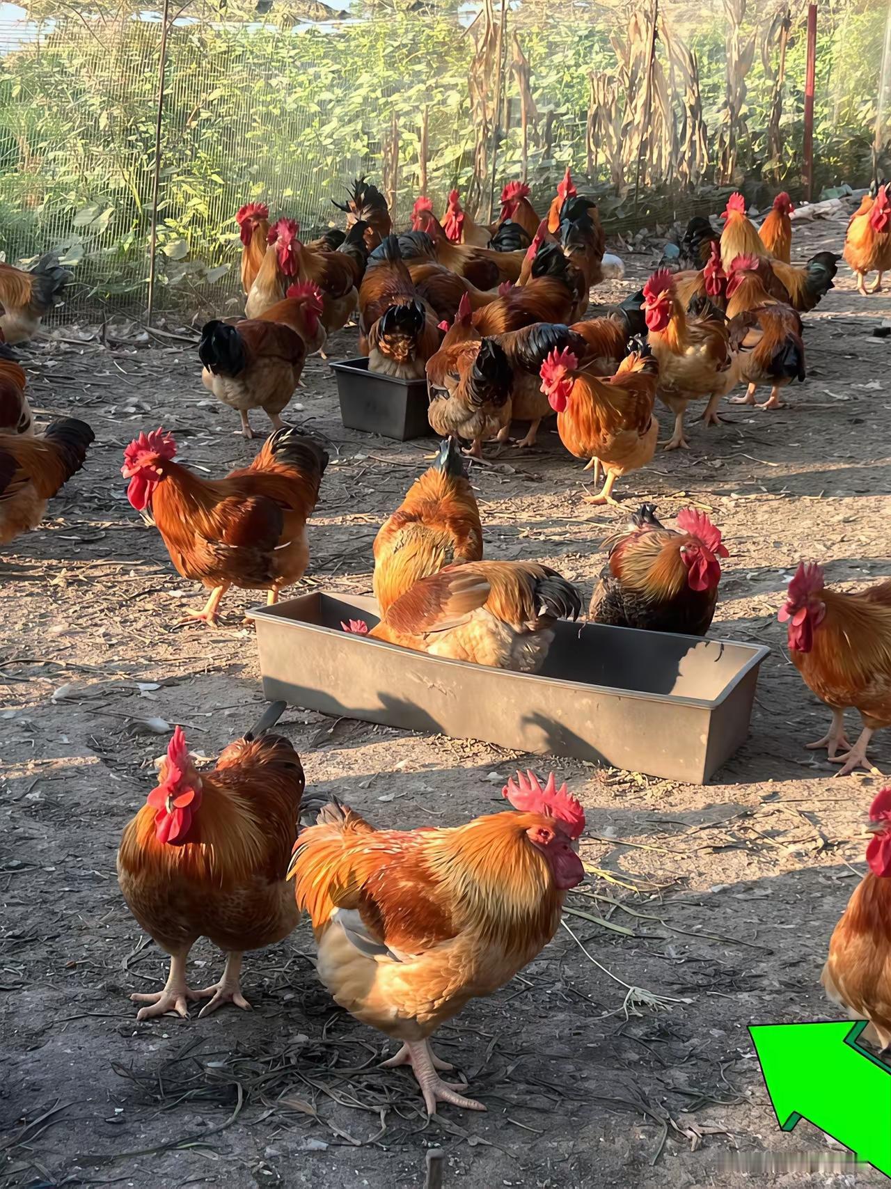 这种鸡可是土鸡？
到菜市场买鸡，
问是否为土鸡，
都说自己是。
可买回来后，
却