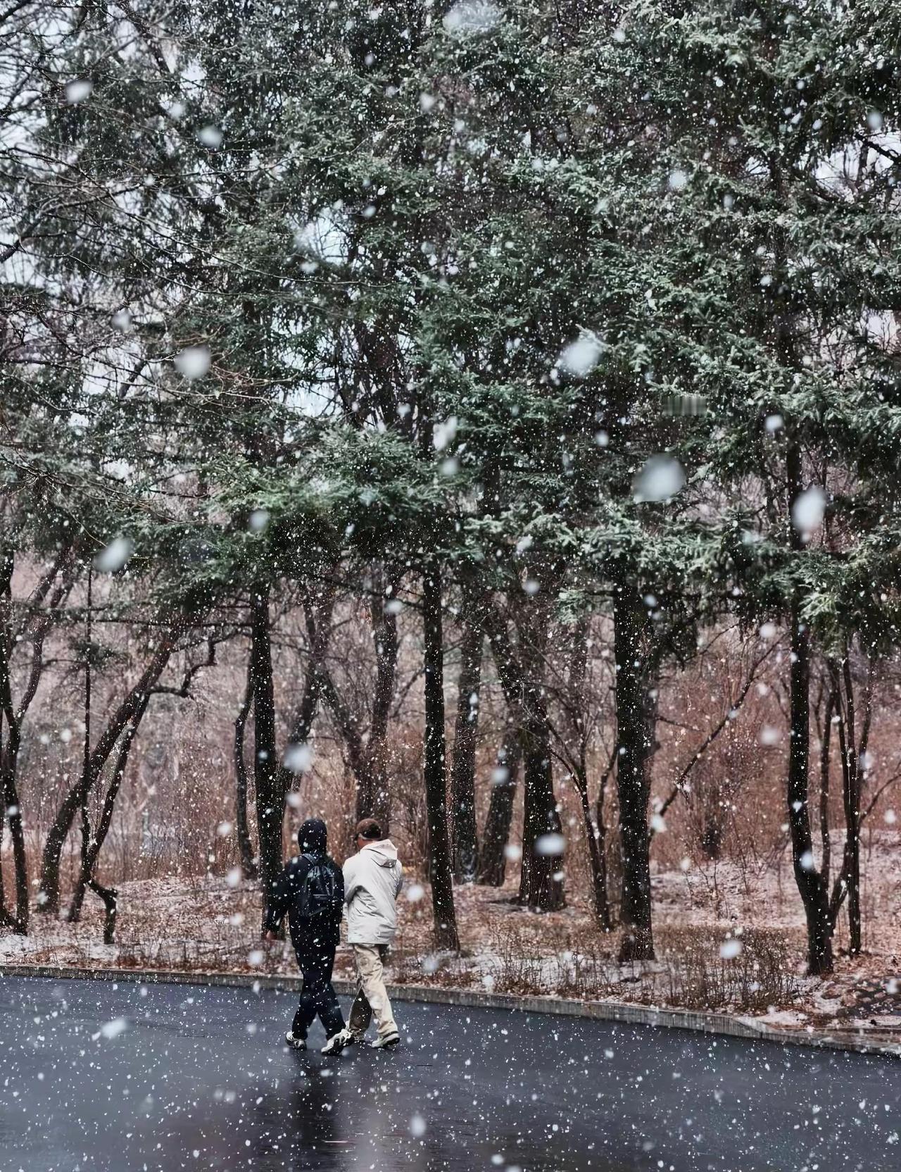 长春下雪。清明时节雪纷纷❄️❄️❄️2026年4月6号 长春又一次入春失败 又下