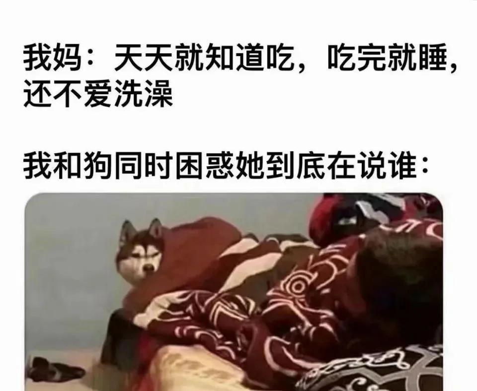 我和狗同时困惑哈哈哈哈哈搞笑图片梗图合集