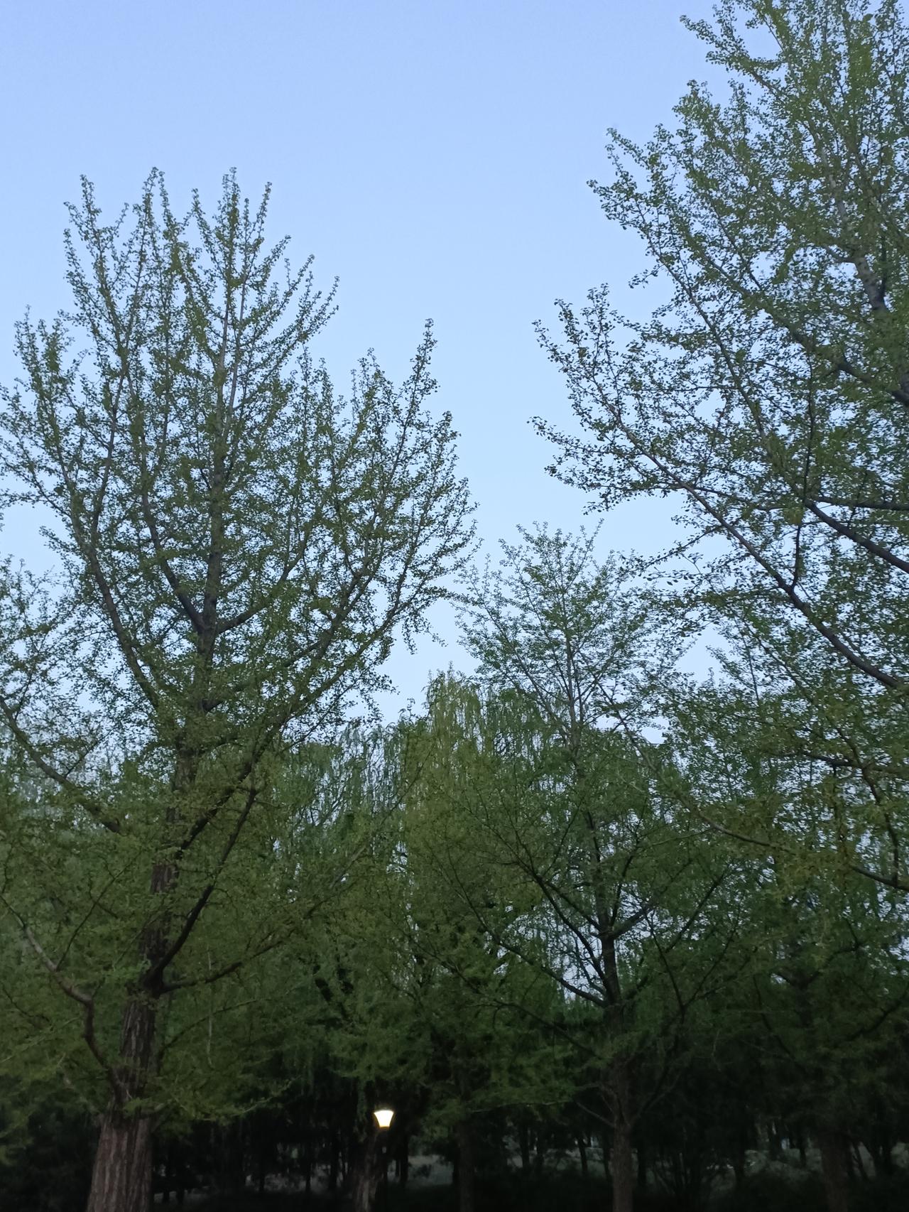 记录我的2026 2026年，尉蓝天空下的花树成了我记忆里最美的风景。
年初，成