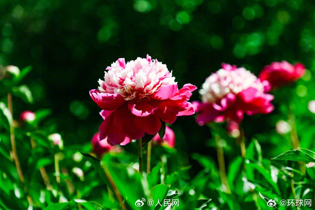 【接~#芍药花开祝你好运连连#】近日，国家植物园，被称为“五月花神”的芍药悄然盛