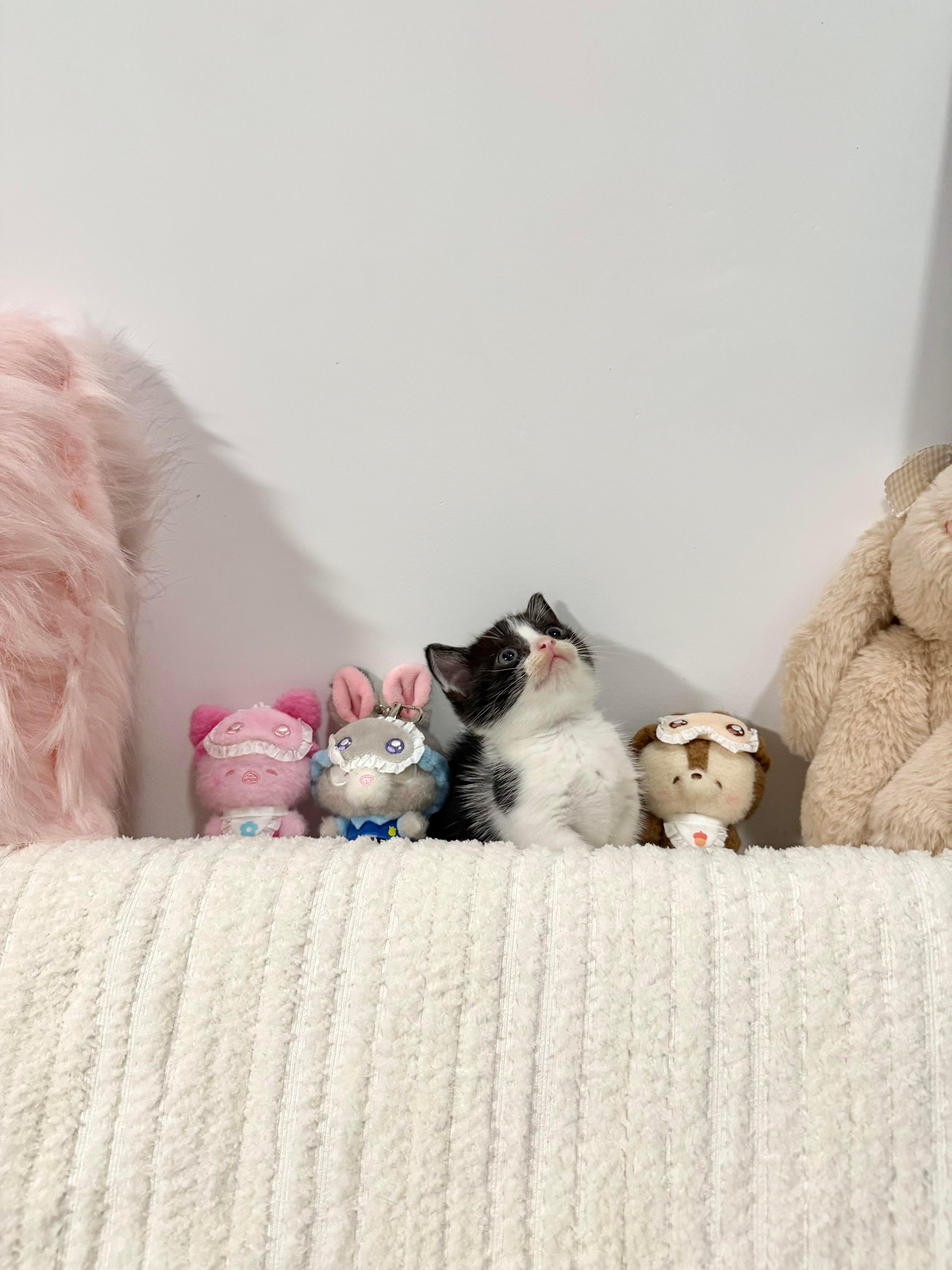 小猫的伪装 