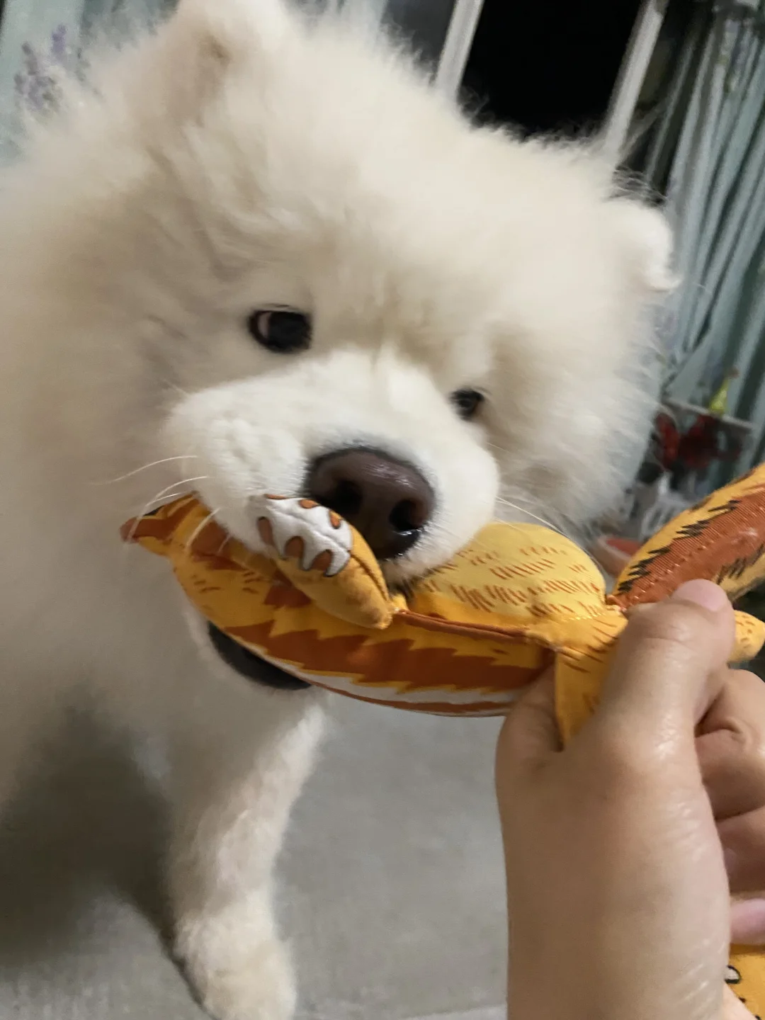 玩玩具的圆宝