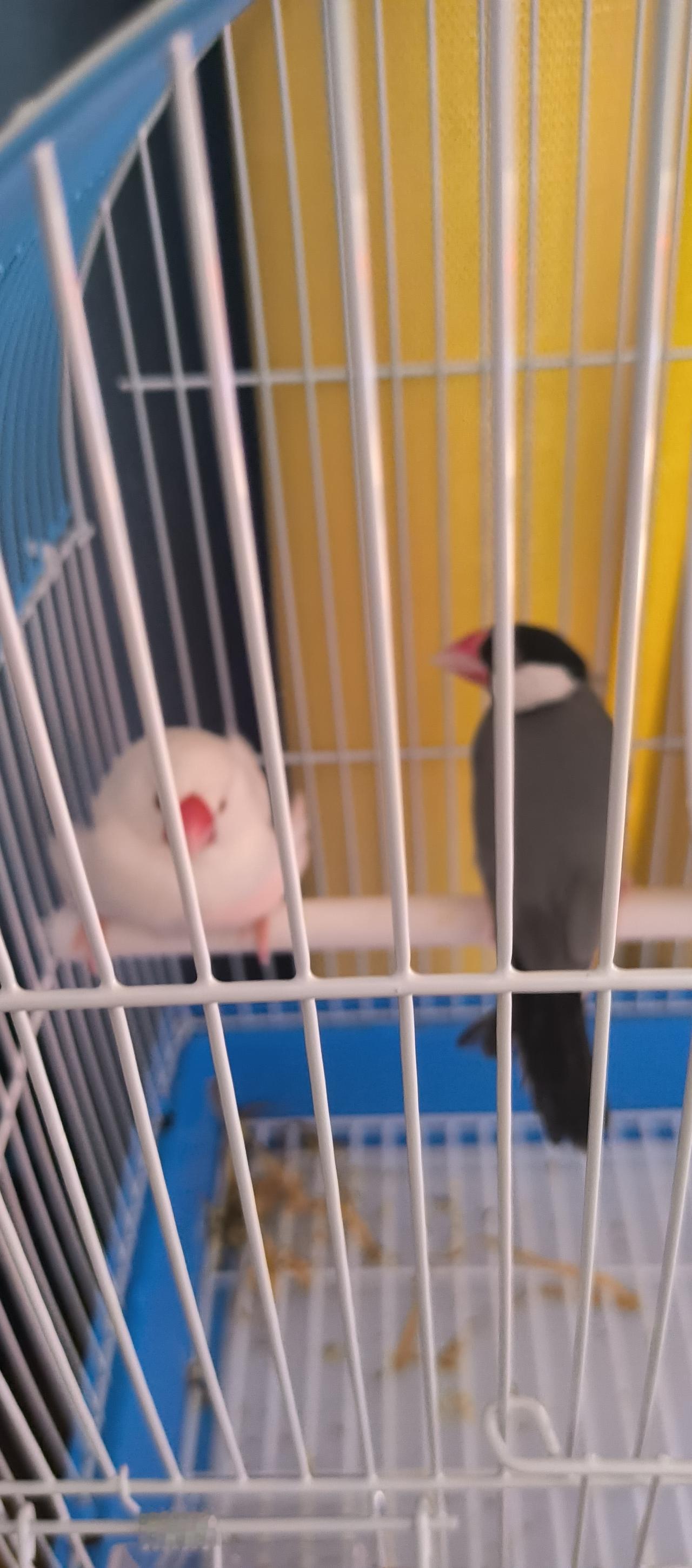 闲暇无事来养鸟
闲的无聊的日子你别说，真没太多意思，好在有点写写画画的小兴趣，迷