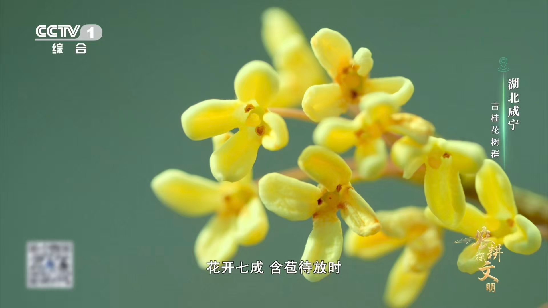课文桂花雨具象化了 真的看到了桂花雨 课文里的“桂花雨”在湖北咸宁真的能看到！花