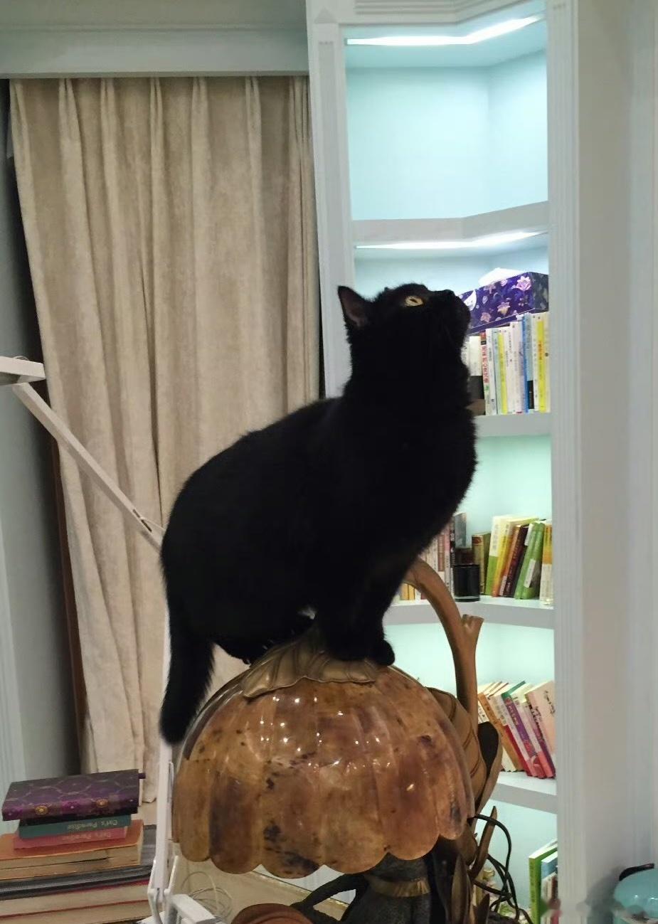 刘亦菲和她的猫猫还有补充的嘛十八宫格装得下吗刘亦菲