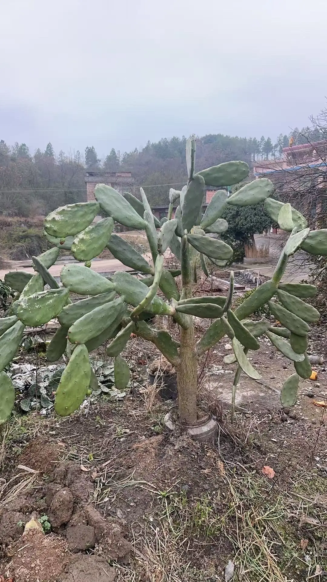 我评论了 的作品： 养了两年多的