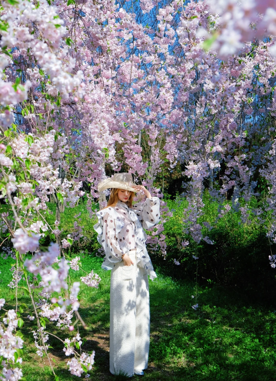 别挤青龙寺！太乙这片垂樱人少花爆密🌸