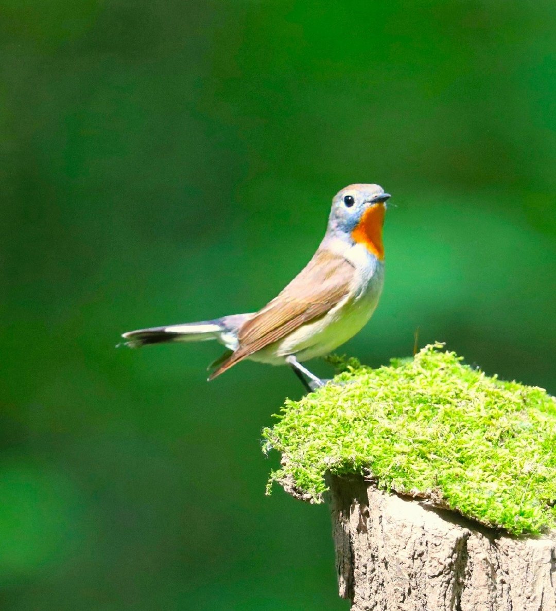 打完收工，早上傻鸟一样买错了没买中韩，买了鬼子毛都没有。 