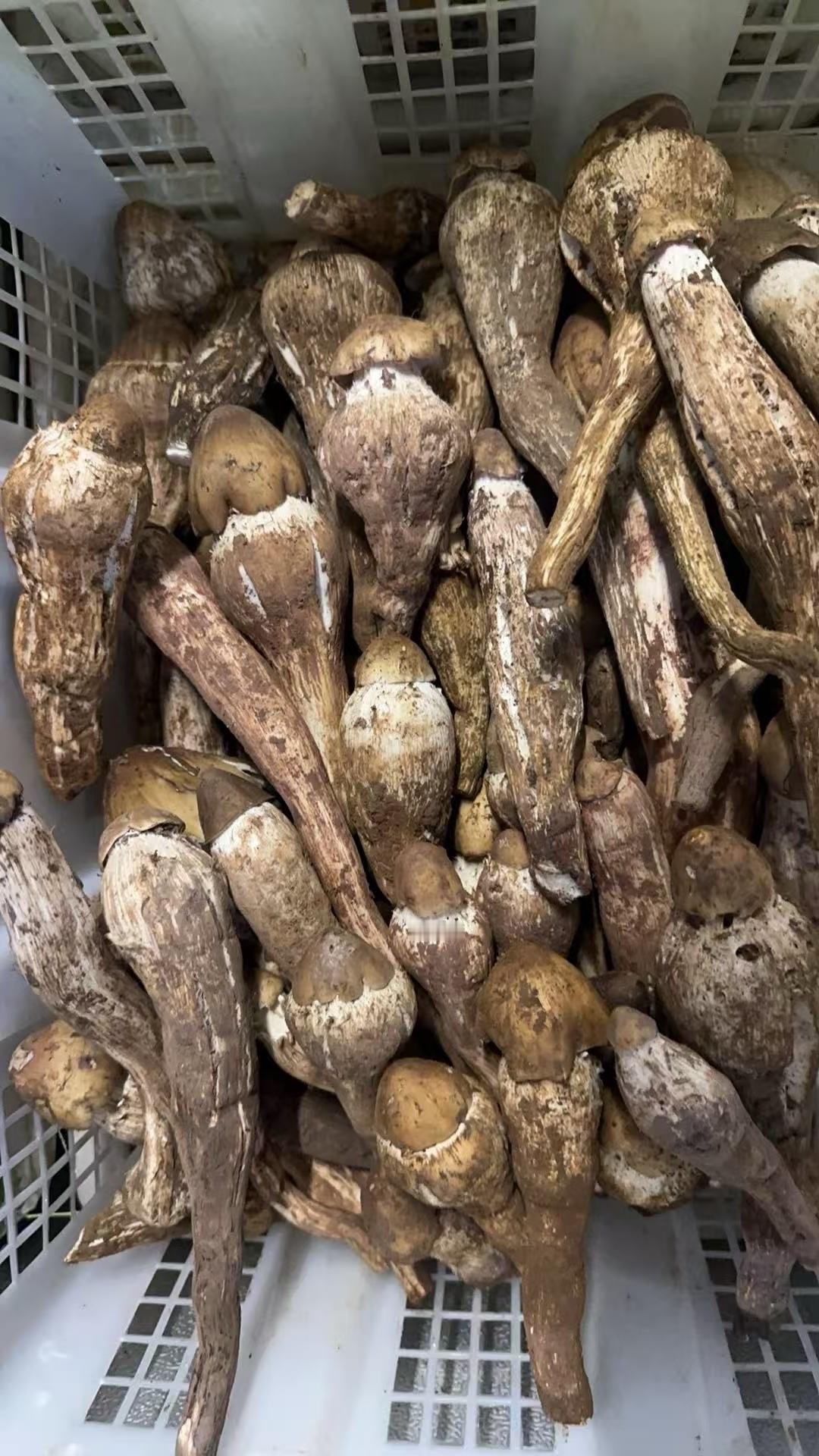 号外！！刚刚下山一批大肚子鸡枞今晚特价538，只有3份～此前一个月的价格都是68