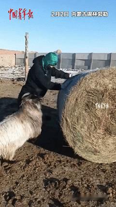 万物皆有灵！近日内蒙古锡林郭勒，临近年末男子打算把草场也清理一遍，便在草场上堆草