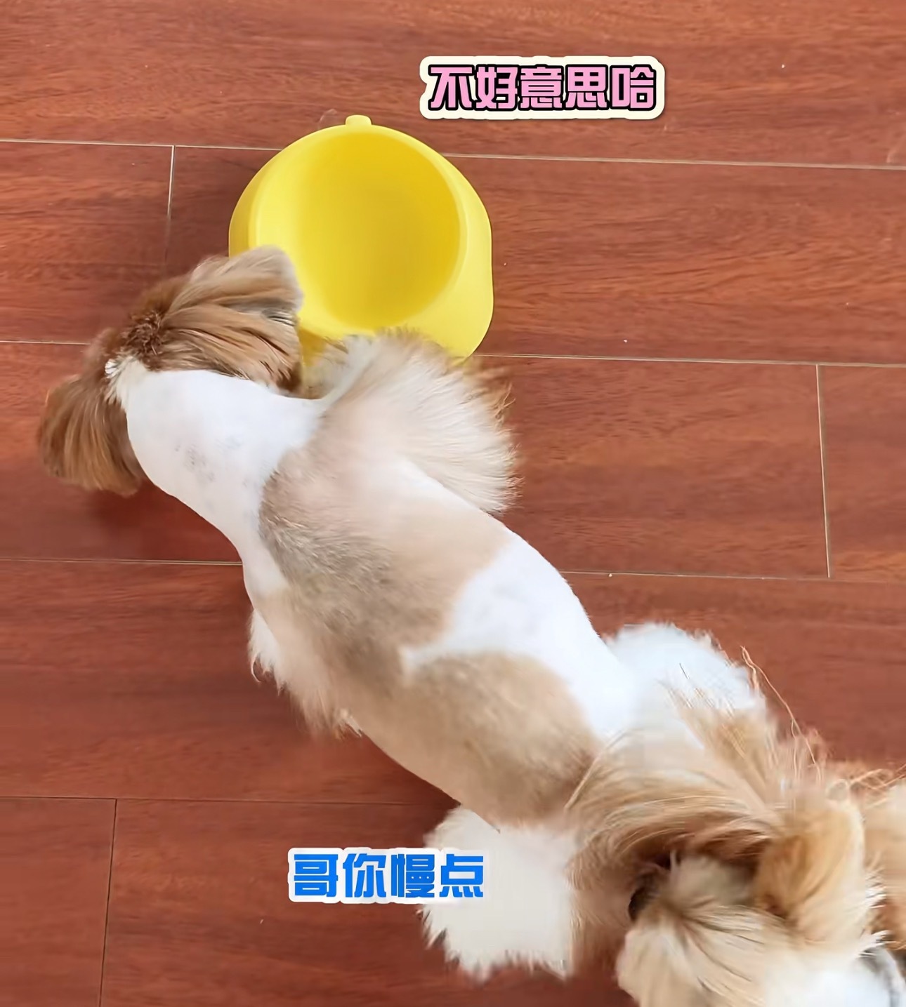 檀小呆是真实心儿的啊 ​​​