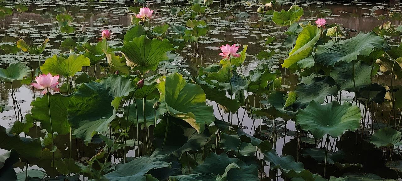 沉睡了一夜的荷塘在清晨慢慢苏醒，荷花开始你追我赶地舒展它们的身躯……
池上荷花开