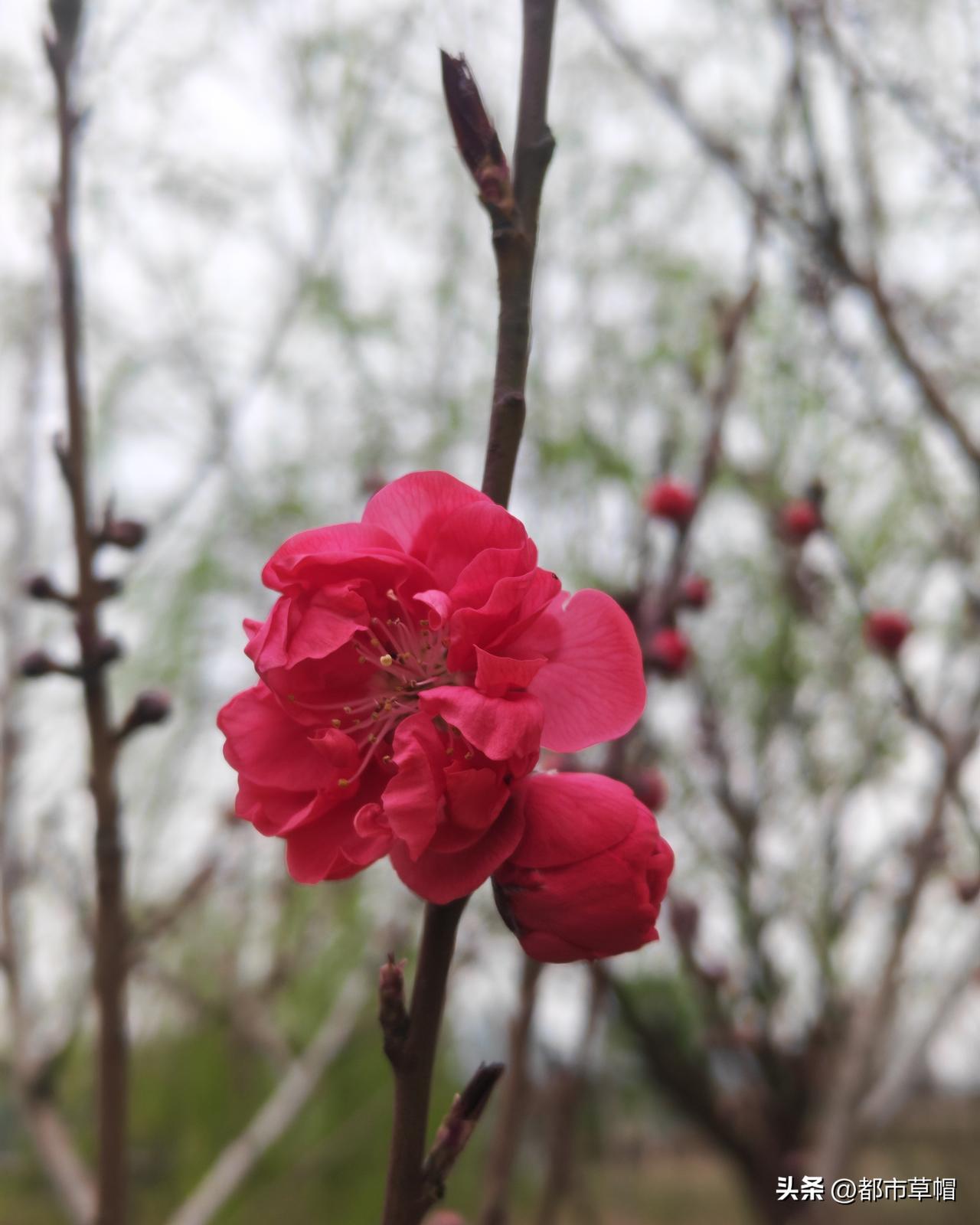 下图两张片中都是现在正盛开的桃花，结的也都是那种小小的毛桃，红的花结的桃好像更多